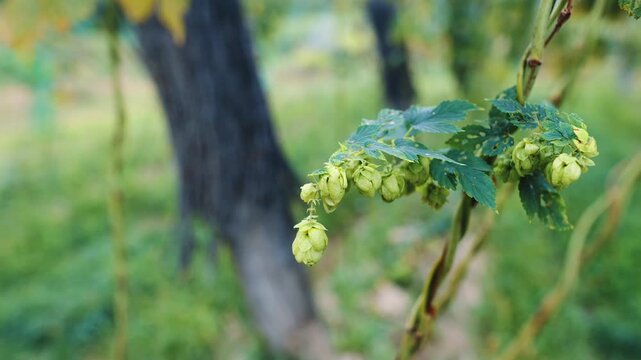 Hop cones on the bine drifting in the breeze in a hop garden with bokeh behind