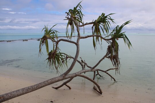 Fallen palm tree on the beach at One Foot Island, Aitutaki, Cook Islands.