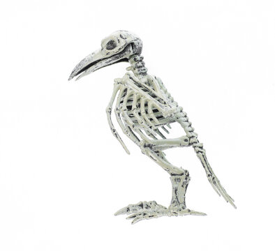 Halloween crow skeleton isolated on a white background