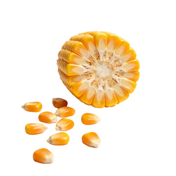 [Transparent Background PNG]Cross Section of Dried Corn Cob and Isolated Kernels