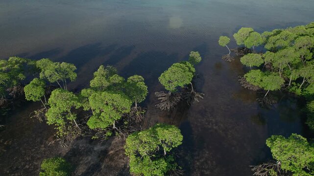 Aerial drone footage flying parallel to the coastline over a mangrove forest and shallow coastal water, showing extensive exposed mangrove roots in Aceh province, Indonesia
