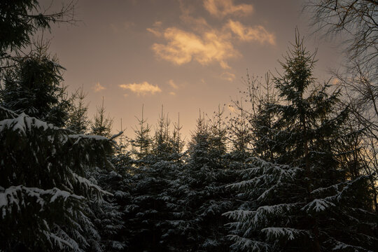 Fichten im Winterwald