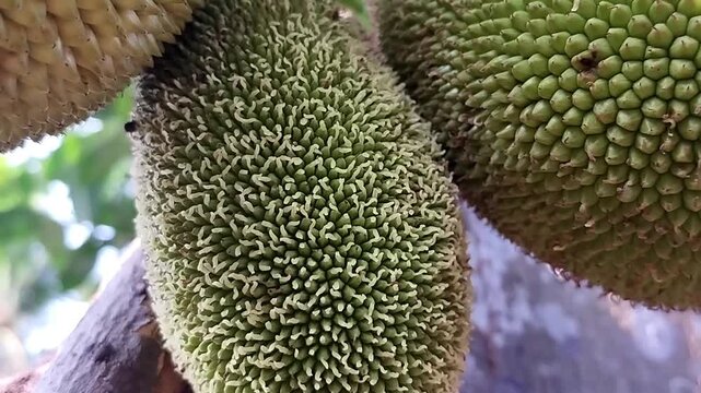 Several green jackfruits with dense spikes and bumpy surfaces