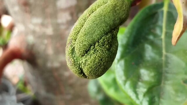 Green jackfruit with elongated shape and textured bumpy skin