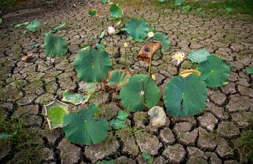 Fototapeta premium Dry season in Mekong delta