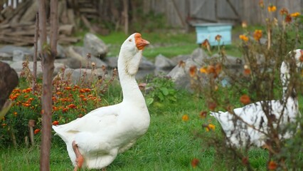 Domestic white goose walking on green grass in a rustic farm garden © Airin