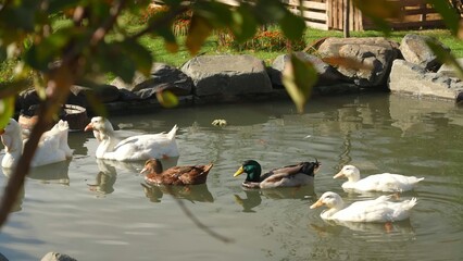 Domestic geese and ducks swimming in a stone-bordered garden pond in natural light © Airin