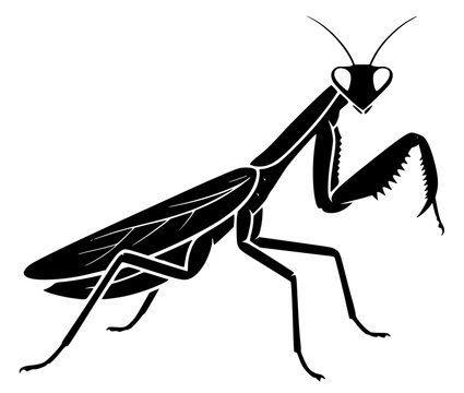 Praying Mantis Insect Silhouette Vector