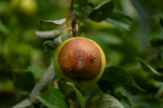 Apple with a large decayed patch and pale raised deposits still attached to a branch, illustrating fruit deterioration and crop condition inspection in orchards