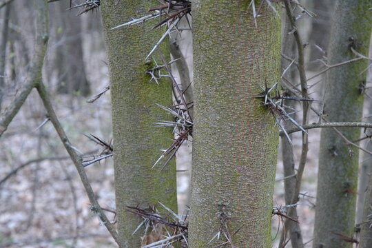 Close-up view of a Honey Locust, Gleditsia triacanthos, tree trunk covered with sharp, long thorns in a natural spring forest. Concept of plant defense mechanism, natural barriers, and biological
