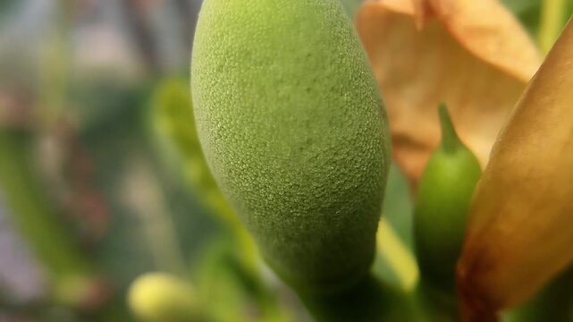 Green jackfruit with smooth finely textured oval surface