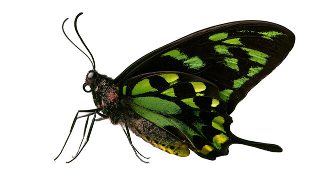 Cairns Birdwing butterfly with vibrant green and black patterned wings