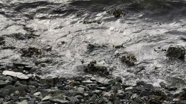 Steady shot showing cold ocean waves gently splashing against dark volcanic shoreline rocks covered in kelp.