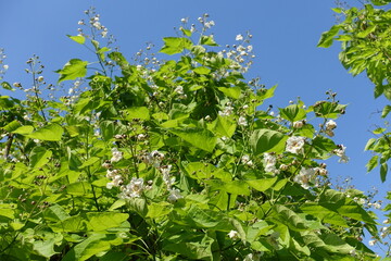 White flowers of Catalpa bignonioides tree against blue sky in June © Anna
