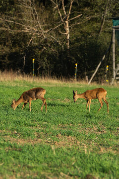 Rehe am fressen auf Wiese
