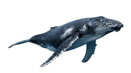 Humpback whale swimming with long pectoral fins and textured dark grey skin © Lyra