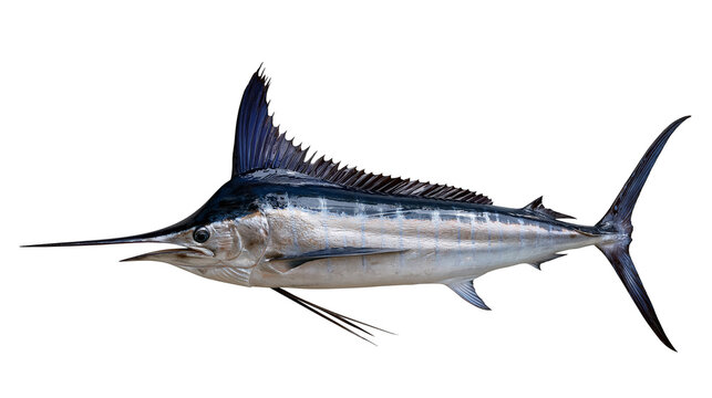 Large blue marlin fish with long pointed bill and dorsal fin