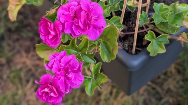 Bright pink ivy geranium blooms in dark gray plastic window box planter on a sunny day in a garden