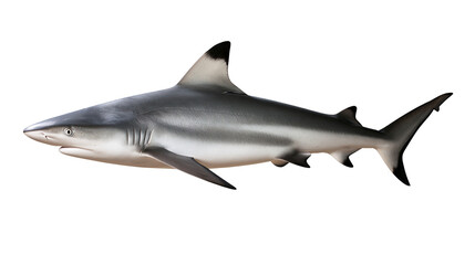 Obraz premium Blacktip reef shark swimming with grey and white skin and dark fin tips