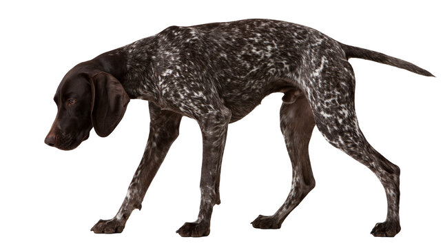 German Shorthaired Pointer dog with brown and white spotted coat standing