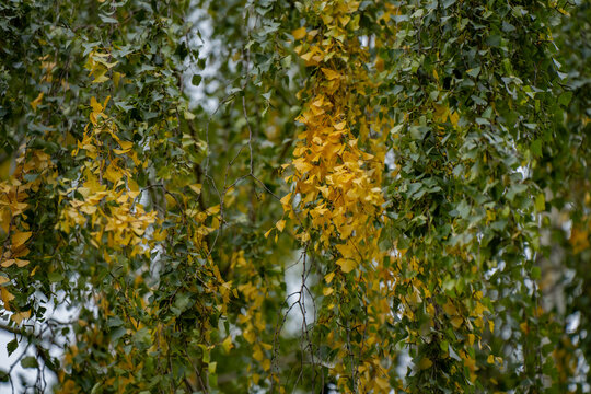 Drooping leafy branches with scattered foliage turning yellow along thin twigs, representing seasonal tree phenology and visible changes in deciduous vegetation