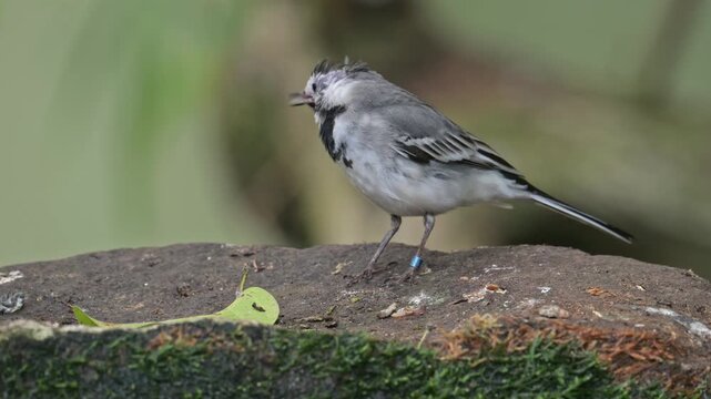 white wagtail (Motacilla alba) bird eating an insect