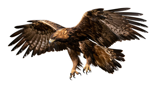 Golden eagle soaring with wings spread wide and sharp talons extended