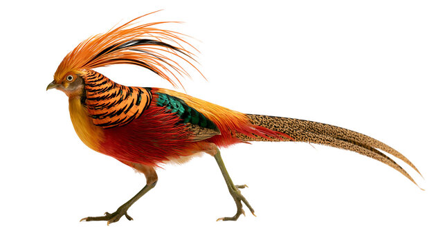 Vibrant male golden pheasant with long tail feathers and orange crest