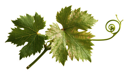 Fresh green grape vine leaves with curly tendril and stem © Lyra