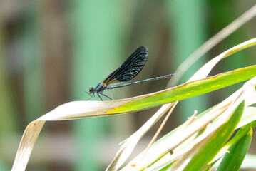 Black-winged damselfly resting on a grass leaf © JoseManuel
