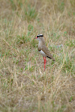 Crowned lapwing bird. Uganda. Africa