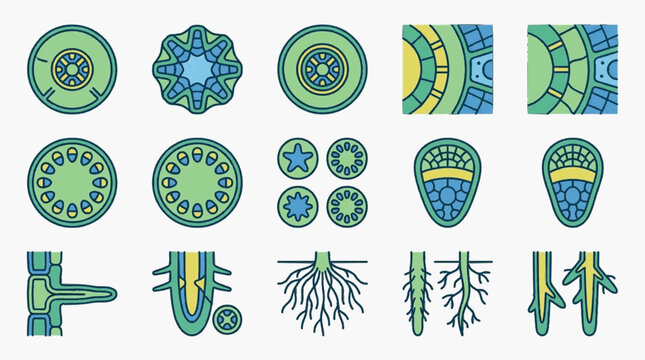 Set of flat vector icons illustrating plant anatomy and botanical cross-sections including stem vascular bundles, root structures, cell layers, and root hair diagrams for biology education