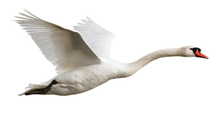 Graceful white mute swan flying with wings spread wide © Peregrine