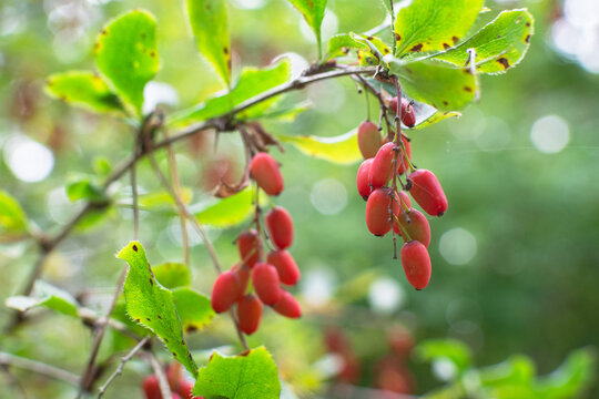 Wild organic red barberry berries as natural food ingredient