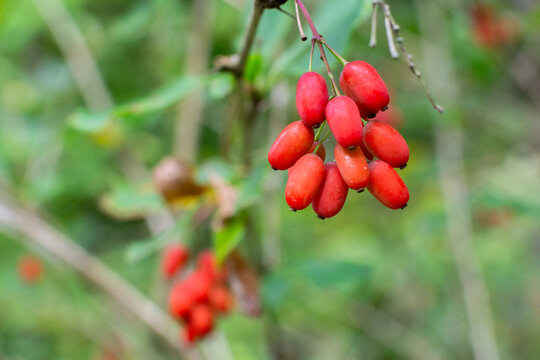 Wild organic red barberry berries as natural food ingredient
