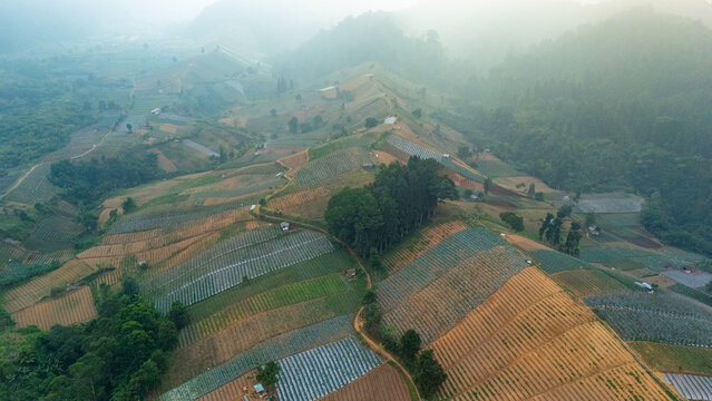 Aerial view of terraced agricultural fields on rolling hills with patches of trees and misty atmosphere in Sukabumi, West Java, Indonesia.