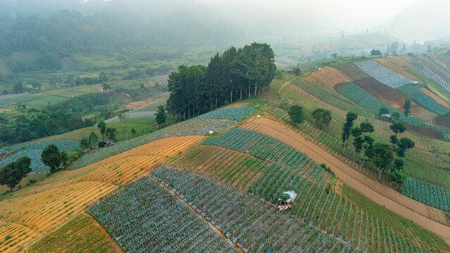 Aerial view of agricultural fields terraced vegetable on a hillside with rows of crops and scattered trees in the misty landscape of Sukabumi, West Java, Indonesia.