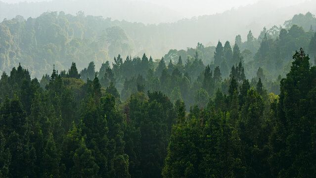 Aerial view of a dense, misty forest with tall coniferous trees covering rolling hills in the atmospheric landscape of Sukabumi, West Java, Indonesia.