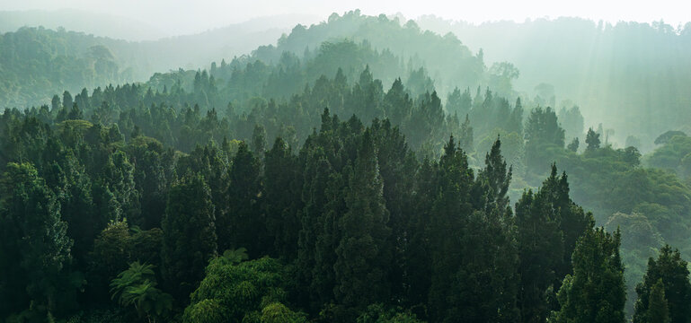 Aerial view of a dense, misty forest with tall evergreen trees and rolling hills bathed in soft morning light in Sukabumi, West Java, Indonesia.