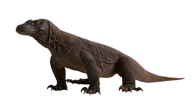 Large Komodo dragon lizard with textured dark brown scales and sharp claws