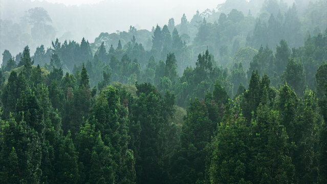 Aerial view of a dense, misty forest with tall evergreen trees in the mountainous landscape of Sukabumi, West Java, Indonesia.