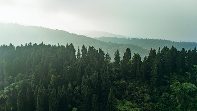 Aerial view of a dense pine forest covering rolling hills in a misty mountainous landscape in Sukabumi, West Java, Indonesia.
