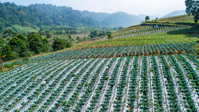 Aerial view of agricultural fields terraced vegetable planted with rows of cabbage on a hillside with lush green mountains in the background in Sukabumi, West Java, Indonesia.
