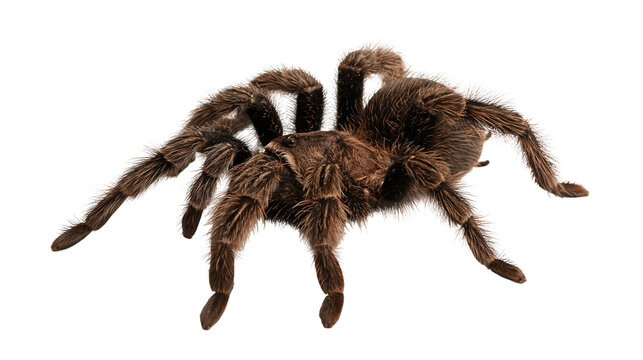 Large hairy brown tarantula spider with eight legs and segmented body