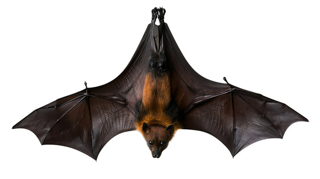 Large flying fox bat hanging upside down with spread wings