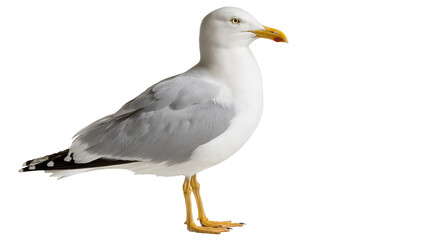 Fototapeta premium Adult European herring gull with white and grey plumage and yellow beak