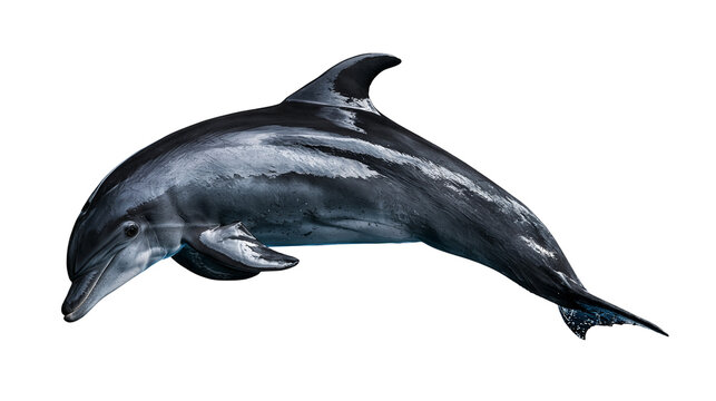 Sleek dark grey bottlenose dolphin swimming with arched back and dorsal fin
