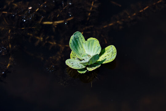 Close-up of a vibrant green water lettuce plant floating on a dark pond surface