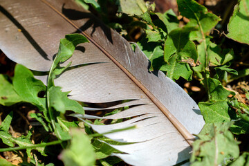 Close-up of a textured bird feather resting among vibrant green leaves on ground © Radu Bighian