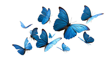 Vibrant blue Morpho butterflies flying in a group © Peregrine
